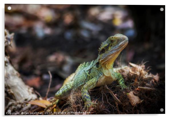 A native queensland lizard on alert Acrylic by Ian Leishman