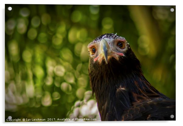 Australian Wedge-Tailed Eagle on alert Acrylic by Ian Leishman