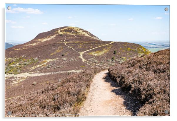 West Side Path up Eildon Hill North, Scottish Borders, UK Acrylic by Dave Collins