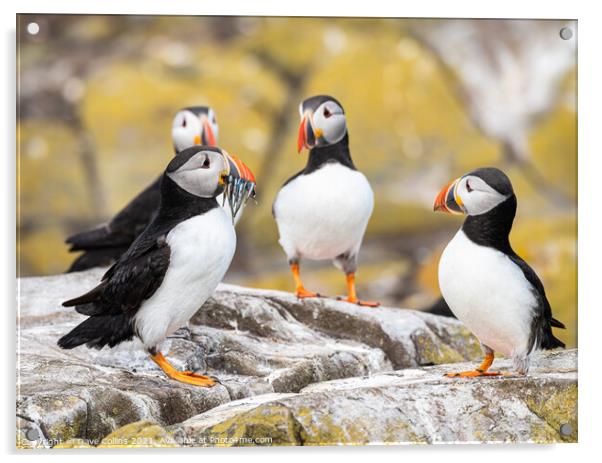 Puffins on the ground on Inner Farne Lsland in the Farne Islands, Northumberland, England Acrylic by Dave Collins
