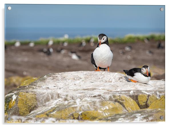 Puffin on the ground on Inner Farne Lsland in the Farne Islands, Northumberland, England Acrylic by Dave Collins