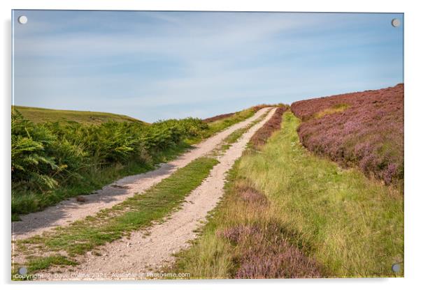 Track through the flowering heather  on the north side of Little Humblemoor hill in the Scottish Borders, UK Acrylic by Dave Collins