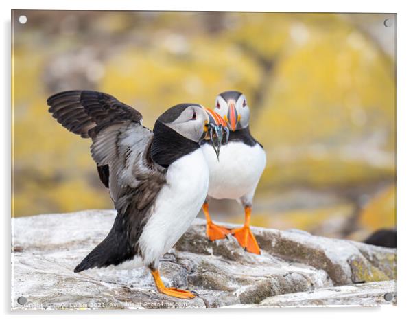 Puffin with fish on the ground on Inner Farne Island in the Farne Islands, Northumberland, England Acrylic by Dave Collins