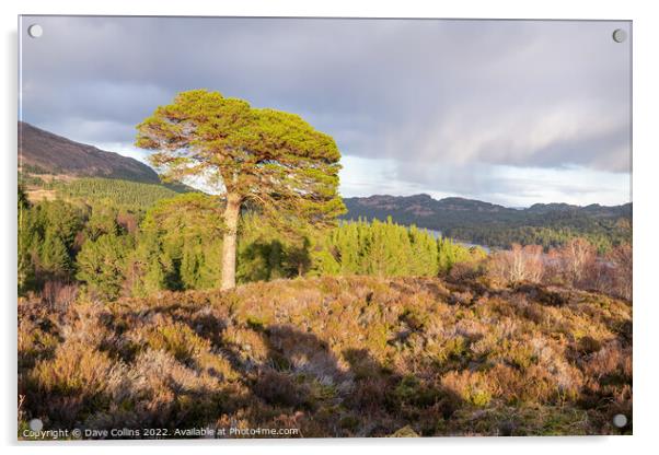 Large tree in evening sunlight at the Glen Affric view point, Highlands, Scotland Acrylic by Dave Collins