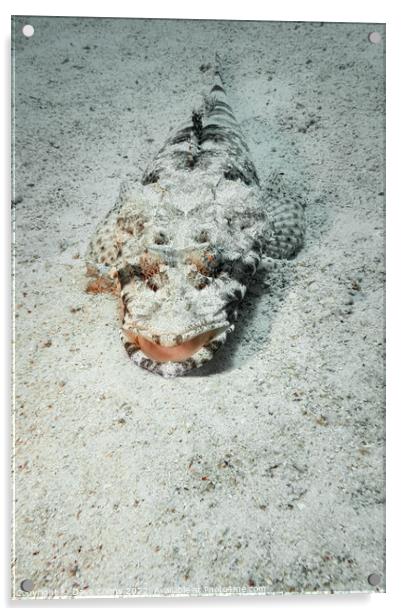 Carpet Flathead (Crocodile fish) in the Red Sea, Egypt Acrylic by Dave Collins