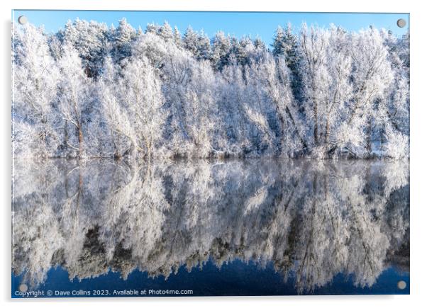 Reflections of snow covered trees in the River Teviot, Scottish Borders, United Kingdom Acrylic by Dave Collins