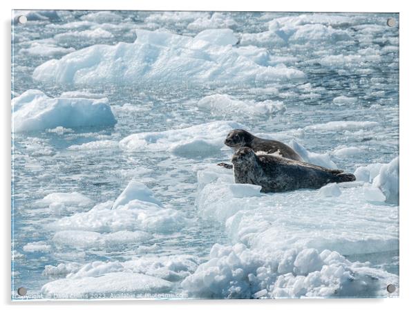 Two Harbour Seals on an ice flow in its natural environment, College Fjord, Alaska, USA Acrylic by Dave Collins