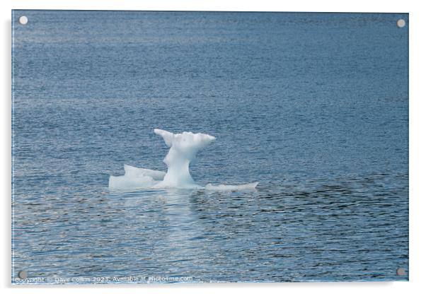 Strangley shaped growler (little iceberg) floating in College Fjord in Alaska, USA Acrylic by Dave Collins
