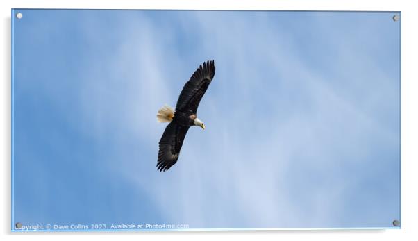 Bald Eagle in Flight, Petersburg, Alaska, USA Acrylic by Dave Collins