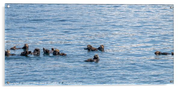 Bevy (group) of Sea Otters on the surface in Prince William Sound, Alaska, USA Acrylic by Dave Collins