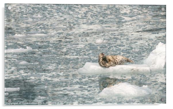 Harbour Seal on a growler (small iceberg) in an ice flow in College Fjord, Alaska, USA Acrylic by Dave Collins