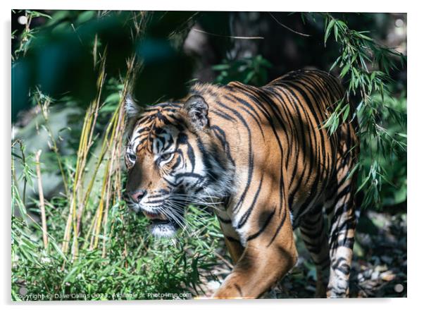 Sumatran tiger in dappled light at Edinburgh Zoo, Edinburgh, Scotland Acrylic by Dave Collins