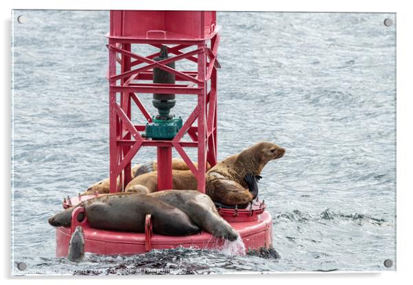 Steller Sea lions resting and calling on a Shipping Light Buoy in Sitka, Alaska, USA Acrylic by Dave Collins