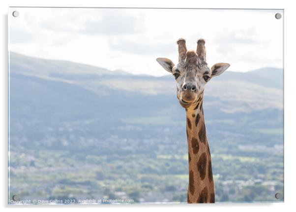Giraffe portrait at Edinburgh Zoo Acrylic by Dave Collins