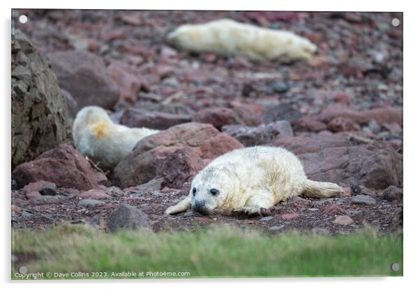 Grey Seal pup on the rocky beach at St Abbs Head, Scotland, UK Acrylic by Dave Collins