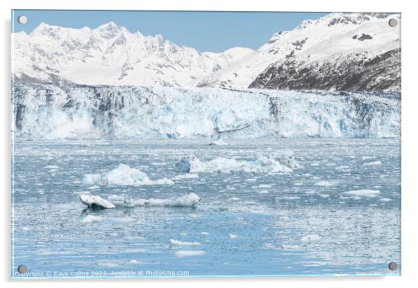 Growlers (small Icebergs) floating on the sea in front of Harvard Tidewater Glacier at the end of College Fjord, Alaska, USA Acrylic by Dave Collins