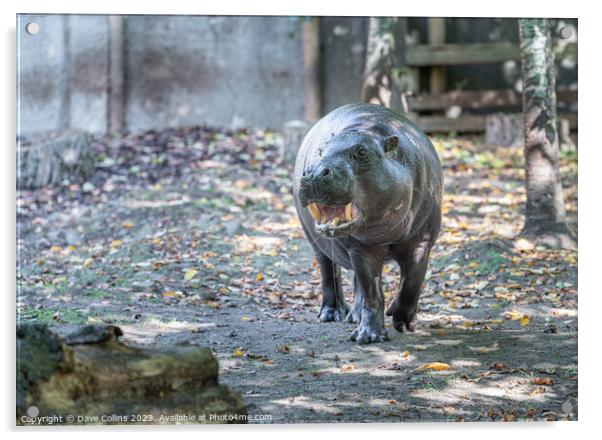 Pygmy hippopotamus at Edinburgh Zoo, Edinburgh, Scotland Acrylic by Dave Collins