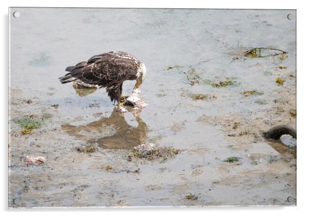 Bald Eagle eating discarded fish processing waste in Seldovia, Alaska, USA Acrylic by Dave Collins