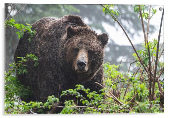 Grizzly bear in the rain at the  Grouse Mountain Wildlife Refuge, Vancouver, Canada Acrylic by Dave Collins
