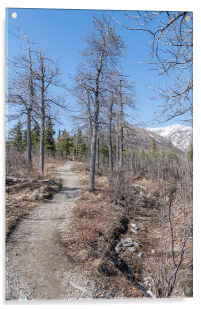 Savage Alpine Trail in Denali National Park, Alaska, USA Acrylic by Dave Collins