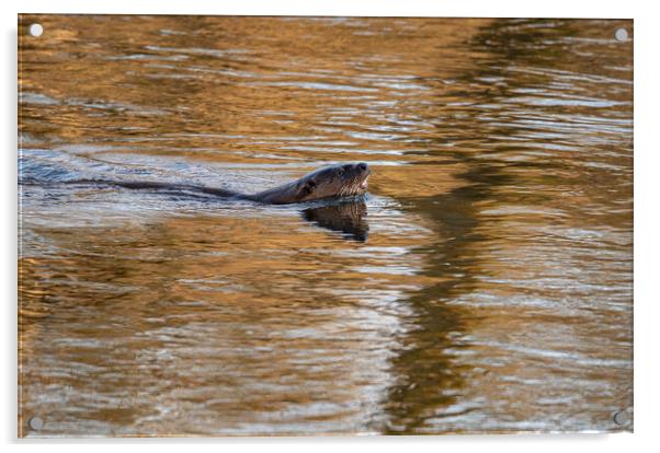 Otter In The Teviot River in early morning sun in the Scottish Borders, UK Acrylic by Dave Collins