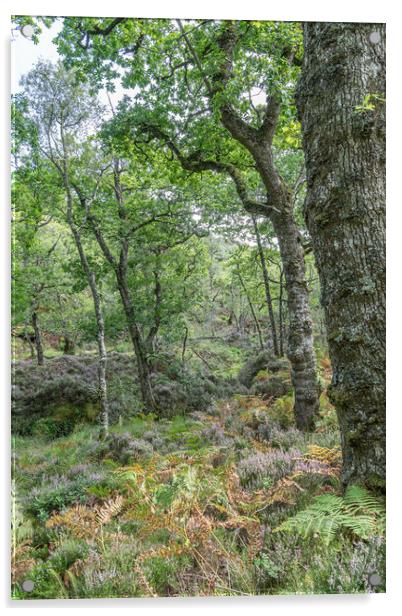 Trees and undergrowth in Glenborrodale Nature Reserve, in Scotland Acrylic by Dave Collins