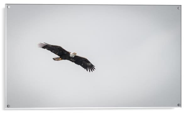 Bald Eagle in Flight, Alaska, USA Acrylic by Dave Collins