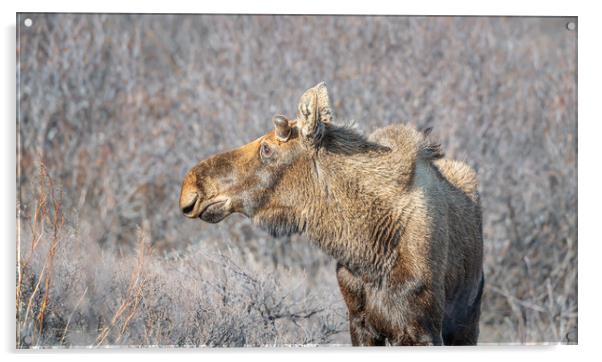 Alaska moose on the Savage River Trail in Denali National Park, Alaska, USA Acrylic by Dave Collins