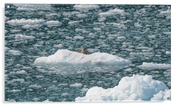 Harbour Seal on an ice flow in its natural environment, College Fjord, Alaska, USA Acrylic by Dave Collins