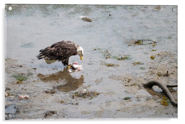 Bald Eagle eating discarded fish processing waste in Seldovia, Alaska, USA Acrylic by Dave Collins