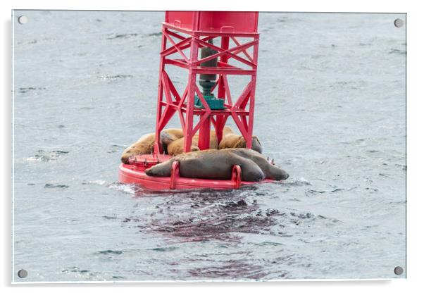 Steller Sea lions resting on a Shipping Light Buoy in Sitka, Alaska, USA Acrylic by Dave Collins