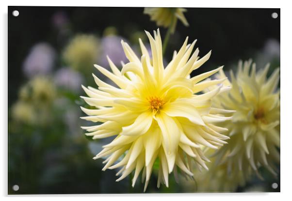 Yellow Cactus dahlia Flower in bloom Acrylic by Dave Collins