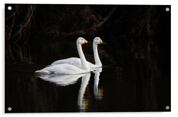 Whooper Swans Reflections on the river Teviot, Scottish Borders, United Kingdom Acrylic by Dave Collins