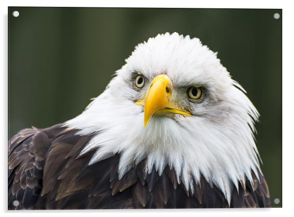 Bald Eagle Portrait Acrylic by Dave Collins