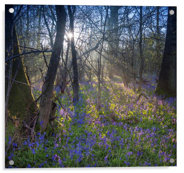 Sunrise in a Bluebell Wood, England Acrylic by Dave Collins
