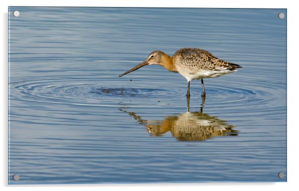Black Tailed Godwit Acrylic by Dave Collins