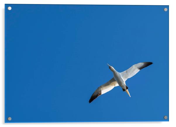 Gannet in flight Acrylic by Dave Collins