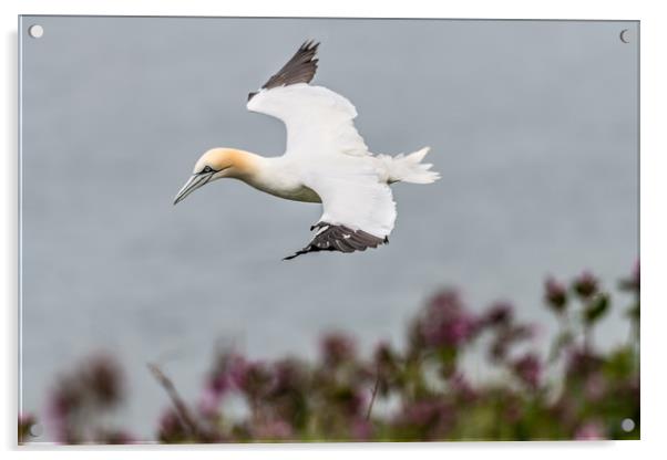 Gannet in Flight Acrylic by Dave Collins