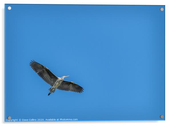 Grey Heron in Flight Acrylic by Dave Collins