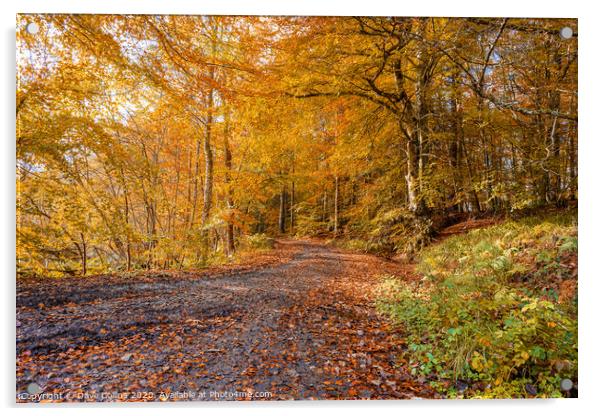 Woodland Muddy Footpath in Autumn Acrylic by Dave Collins