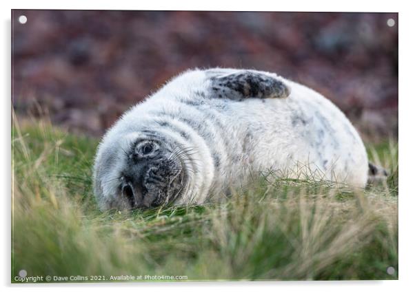 Young Seal resting on a grass beach at St Abbs Head, Scotland Acrylic by Dave Collins