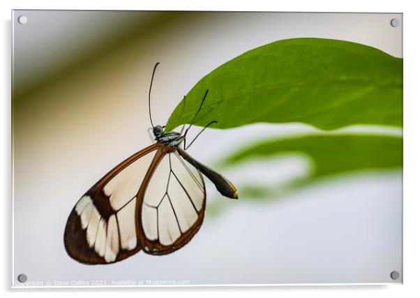 Glasswing Butterfly Acrylic by Dave Collins