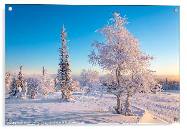 snow and frost covered trees, Lapland, Finland Acrylic by Dave Collins