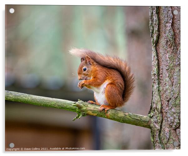  Red Squirrel Feeding Acrylic by Dave Collins