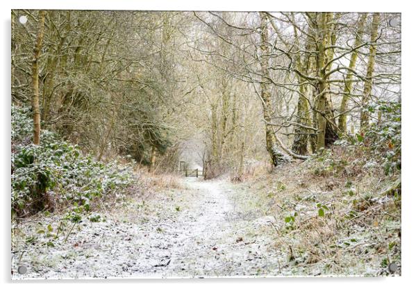 Snow Covered Footpath, Scottish Borders, United Ki Acrylic by Dave Collins