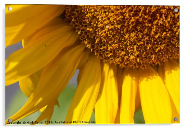 Sunflower  Acrylic by Mark Perry