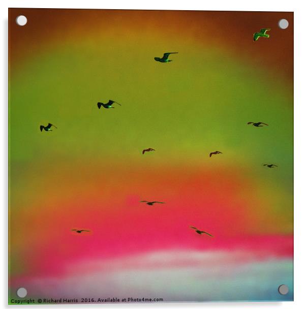 Seagulls in flight Acrylic by Richard Harris