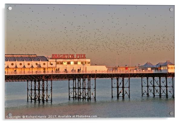 Starlings over Brighton Pier Acrylic by Richard Harris