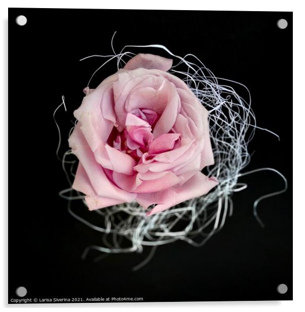 Pink rose Acrylic by Larisa Siverina