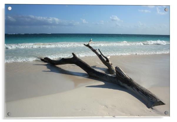 Tree on a beach, Carribean sea, Tulum, Mexico Acrylic by Larisa Siverina